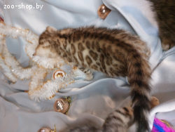 Бенгальский котянок