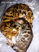 Бенгальский котянок