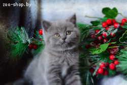 Британская Достойная Кошечка