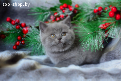 Британская Достойная Кошечка