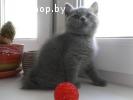 Британские короткошерстные котята