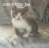 Британские короткошерстные котята