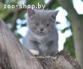 Британские короткошерстные котята