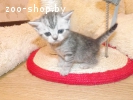 Британские короткошерстные котята
