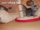 Британские короткошерстные котята