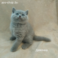БРИТАНСКИЕ КОТЯТА, БРИТАНЦЫ