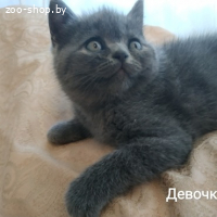 БРИТАНСКИЕ КОТЯТА, БРИТАНЦЫ