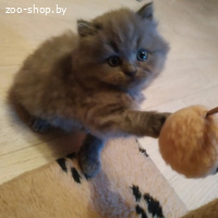 БРИТАНСКИЕ КОТЯТА, БРИТАНЦЫ