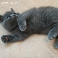 БРИТАНСКИЕ КОТЯТА, БРИТАНЦЫ