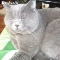 БРИТАНСКИЕ КОТЯТА, БРИТАНЦЫ