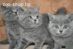 Британские котята голубого окраса