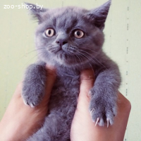 Британские котята