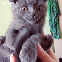 Британские котята