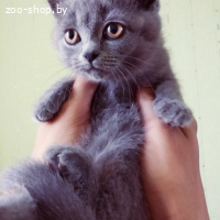 Британские котята
