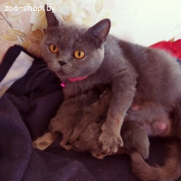 Британские котята