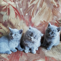 Британские котята