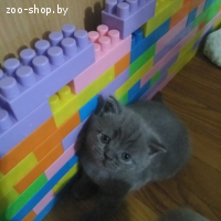 Британские котята