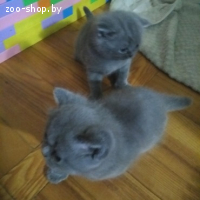 Британские котята