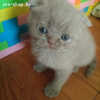 Британские котята
