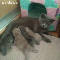 Британские котята