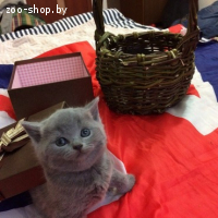 Британские котята