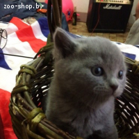 Британские котята