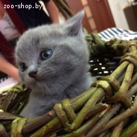 Британские котята
