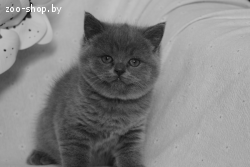 Британские Котята