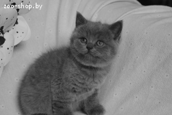 Британские Котята