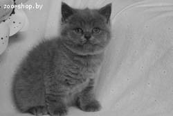 Британские Котята
