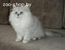 Британский длинношерстный котенок.