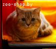 Британский короткошерстный кот приглашает на вязку кошек