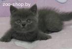 Британский короткошерстный котенок