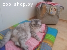 Британский кот ищет кошку для вязки