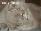 Британский кот (страйт) приглашает на вязку