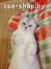 Британский котенок (вискас)