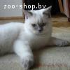 Британский котенок