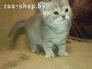Британский котенок