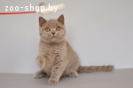 Британский малыш