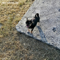 ЧИХУАХУА ДЕВОЧКА