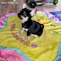 ЧИХУАХУА ДЕВОЧКА