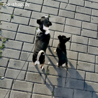 ЧИХУАХУА ДЕВОЧКА