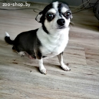 ЧИХУАХУА ДЕВОЧКА