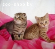 Чистокровные шотландские котята