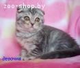 Чистокровные шотландские котята