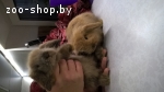Декоративный кролик Баран