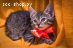 Двухмесячный котенок-девочка в добрые руки