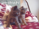 Дымчатые котятки в дар!