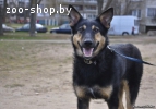 Джек ищет хозяина