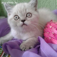 ЭКЗОТИЧЕСКАЯ ПЛЮШЕВАЯ КОШЕЧКА